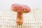 Large edible mushroom