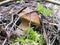 Large edible mushroom in the forest on the edge.