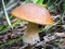 Large edible mushroom in the forest on the edge.