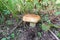 Large edible mushroom in the forest. Picking mushrooms in the forest