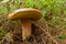 Large edible mushroom porcini, penny bun, king bolete, boletus edulis, in the forest grass