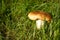 Large edible mushroom in the wild. Mushroom picking time