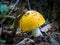 Large edible yellow mushroom in the forest on the edge.