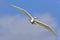 Large egret bird flying