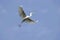 Large egret bird flying