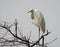 Large Egret (Casmerodius albus)