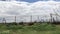 Large Egret Struts Along Fence Line 4K 30 fps
