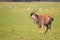Large Eland bull walks across the green grasslands of the Masai Mara