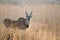 Large Eland in grasslands