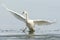 Large and elegant bird, mute swan, Cygnus olor