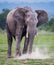 Large elephant with broken ivory tusks kicks up the dust