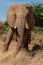 Large elephant with broken tusk on safari in Kenya