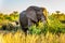 Large Elephant Bull at sunset in Kruger National Park