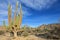 Large Elephant Cardon cactus or cactus Pachycereus pringlei at a desert landscape, Baja California Sur, Mexico