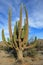 Large Elephant Cardon cactus or cactus Pachycereus pringlei at a desert landscape, Baja California Sur, Mexico