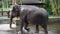 A large elephant comes out of the water wet after swimming. Safari Park in Asia, Bali