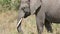 Large elephant eat grass and branches in Africa