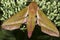 Large elephant hawk moth / Deilephila elpenor