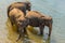 Large elephant herd, Asian elephants proboscis swimming playing