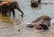Large elephant herd, Asian elephants spring swimming playing and