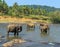 Large elephant herd, Asian elephants swimming playing and bathing in river Sri Lanka