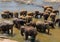 Large elephant herd, Asian elephants swimming playing and bathing in river Sri Lanka