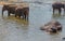 Large elephant herd, Asian elephants swimming playing and bathing in river Sri Lanka