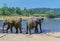 Large elephant herd, Asian elephants swimming playing and bathing in river Sri Lanka