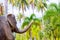 Large elephant with a long trunk in the jungle, near coconut trees and tropical plants, copy space. Tourism in Asia