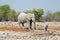 A large elephant stands near a waterhole with an oryx