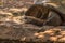 Large elephant tortoise Chelonoidis elephantopus lies on the stones, stretching its neck far