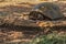 Large elephant tortoise Chelonoidis elephantopus lies on the stones, stretching its neck far