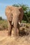 Large elephant with tusks in grasslands in Kenya