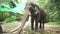 Large elephant with tusks stock footage video