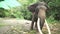 Large elephant with tusks stock footage video