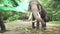 Large elephant with tusks stock footage video