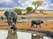 Large Elephant walking behind buffalo at a waterhole in Hwange National Park, Zimbabwe, Southern Africa