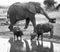 Large Elephant walking close to Buffalo drinking at waterhole