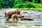 A large elephant watered himself with river water. Pinnawala Elephant Orphanage.