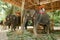 Large elephants with rider saddle in Thailand.
