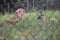 Large Elk buck, doe, and fawn behind the fence at a zoo