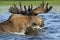 Large elk floating in the lake.