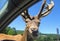 A large elk gets up close and personal in the passenger side win