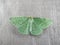 Large emerald moth