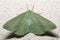 Large Emerald Moth Close Up