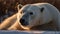 Large endangered mammal in arctic, with fluffy fur and cute nose generated by AI