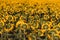 Large endless blooming sunflower field in summer