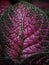 Large Episcia leaf with intricate green veins and lines set against a an isolated dark backdrop