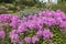 Large established herbaceous border with vibrant pink phlox plants.