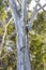 Large eucalyptus gum trees in regional Australia